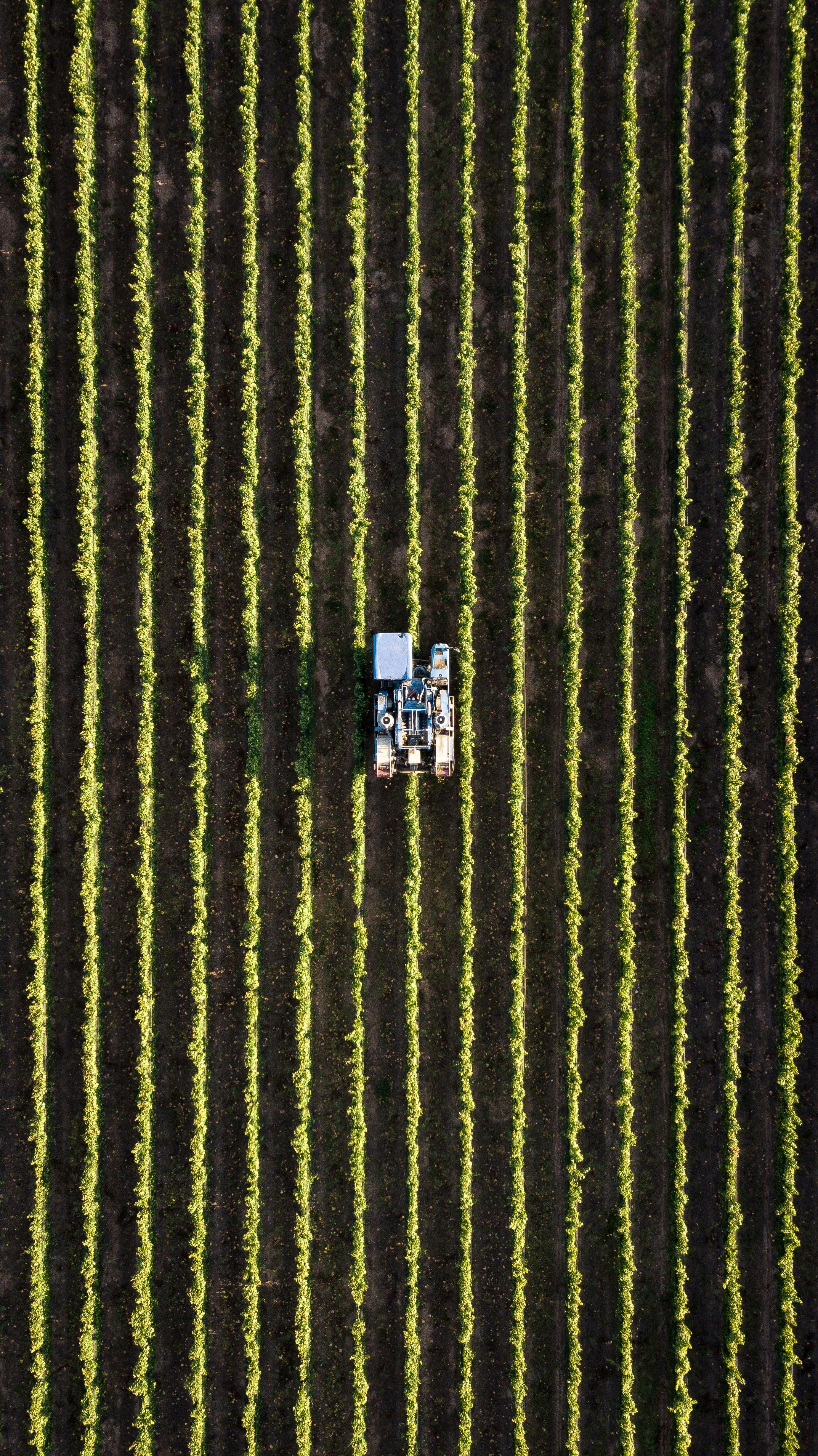 Aerial view of crop rows being farmed